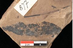 Foto (Detailsansicht) von Quercus palaeoilex Ettingshausen (NHMW-GEO-2024-0188-0877)